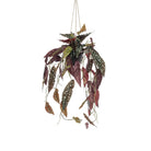 Kunstplant - Begonia Maculata - Stippenbegonia - 80 cm by Green boutiQ