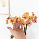 Hummingbird Orchids | orange Phalaenopsis orchid - Jamaica + Painted Stripe pot orange - pot size Ø9cm | flowering houseplant - fresh from the grower by Kolibri Company
