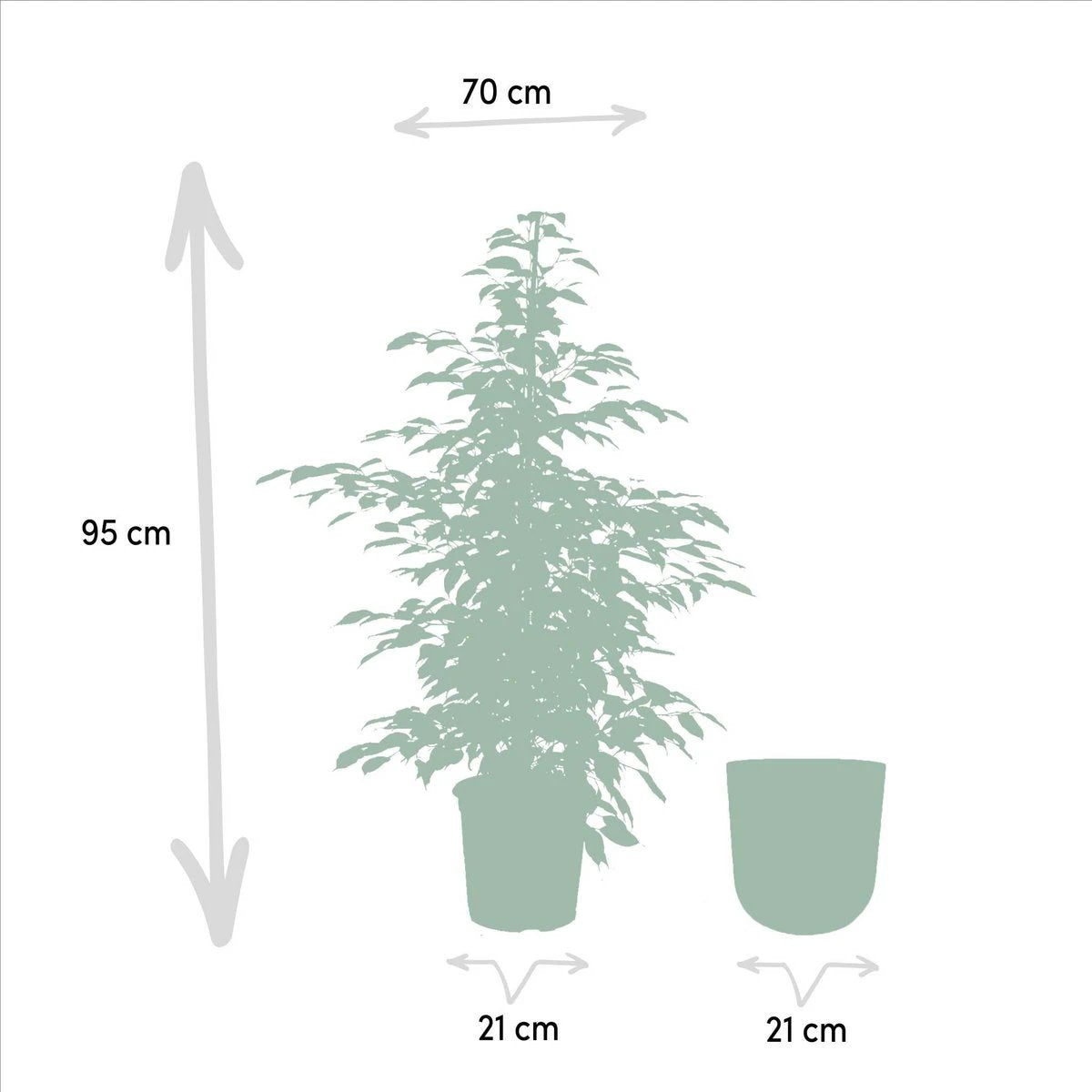Ficus benjamina Twilight - ↨95cm - Ø21cm + Topf Mayk Lead von MEERgroothandel Planten