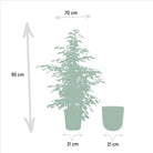 Ficus benjamina Twilight - ↨95cm - Ø21cm + Topf Mayk Lead von MEERgroothandel Planten