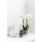Colibr Orchids | weiße Phalaenopsis-Orchidee – Amabilis + Sky-Topf – Topfmaß Ø9 cm | blühende Zimmerpflanze im Blumentopf – frisch vom Züchter von Kolibri Company