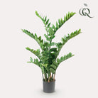 Artificial plant - Zamioculcas - City palm - 110 cm by Green boutiQ