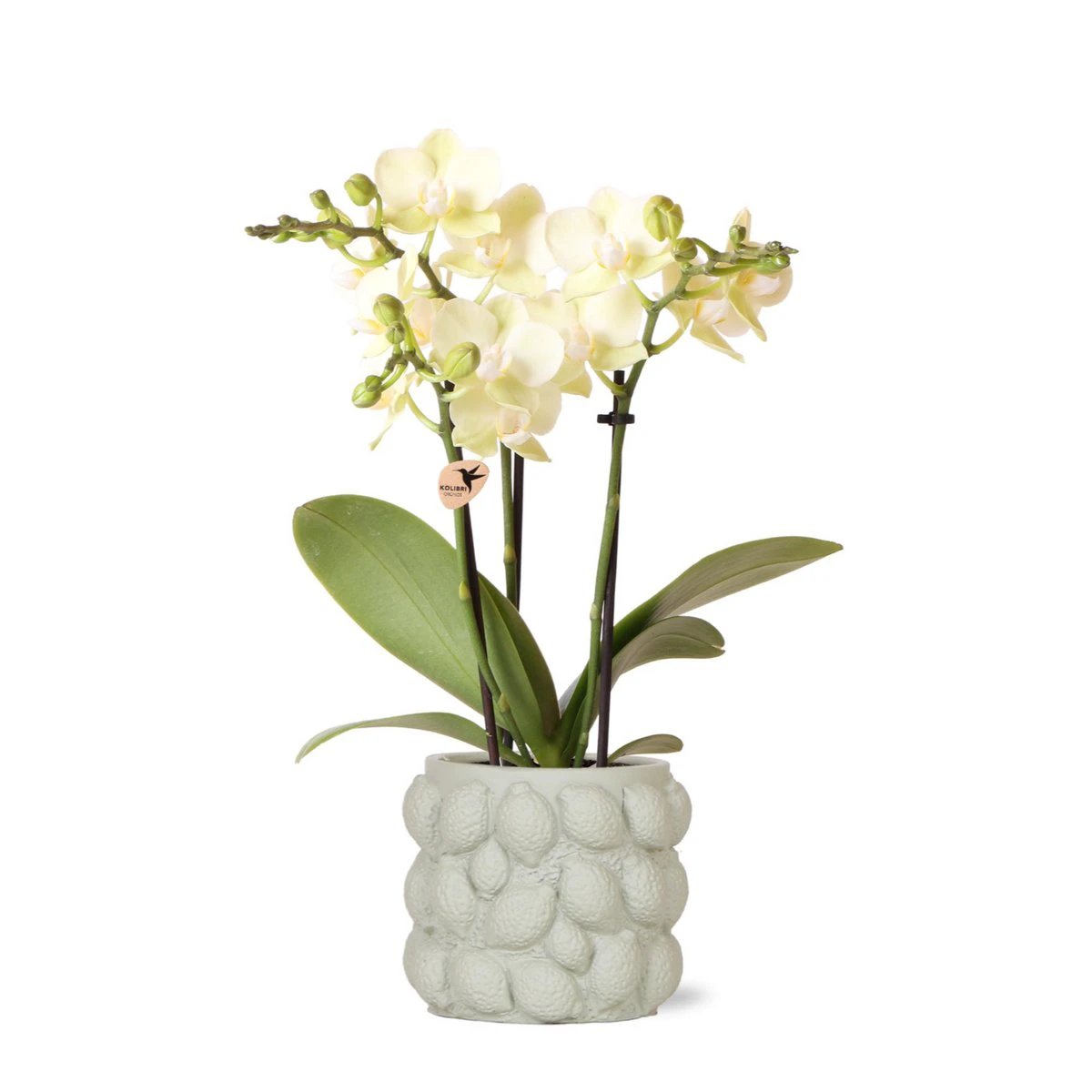 Colibr Orchids | yellow Phalaenopsist orchid – Mexico + Citrus orch pot green pots – potmate Ø9cm| blooming room plant in flower pot - fresh from the grower by Kolibri Company