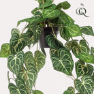 Kunstplant - Anthurium Clarinervium - Aderplant - 80 cm by Green boutiQ