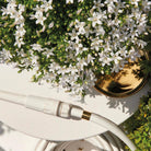 Campanula Addenda – Klokjesbloem weiß, Topfgröße 12 cm – 1 m2 Bodendecker – 6 Stück – Ambrella White – Gartenpflanzen – winterhart von Kolibri Company