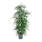 Ficus binnendijkii 'Alii' (Hydro) - Ø18 cm - ↕110 cm von MEERgroothandel Planten