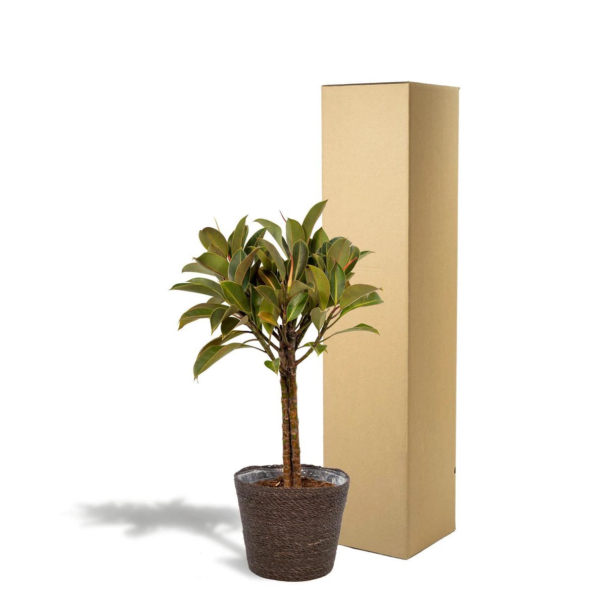 Ficus elastica Melany Stamm – ↨90 cm – Ø21 cm + Korb Igmar von MEERgroothandel Planten