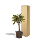 Ficus elastica Melany Stamm – ↨90 cm – Ø21 cm + Korb Igmar von MEERgroothandel Planten