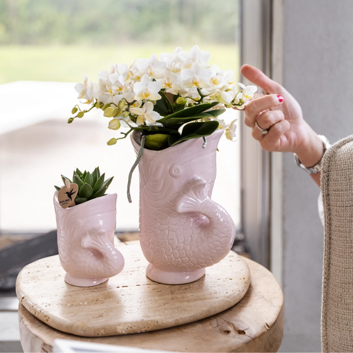 Hummingbird Orchids | White orchid 'Nazaré' + Fish pot pink - pot size Ø9cm | flowering houseplant - fresh from the grower by Kolibri Company