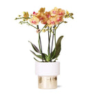 Colibr Orchids | white Phalaenopsis orchid – Jamaica + Lush pot – potmate Ø9cm | blooming room plant in flower pot - fresh from the grower by Kolibri Company