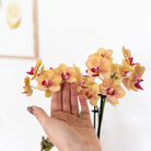 Kolibri Company - Planten set Coral Oranje | Set met oranje Phalaenopsis orchidee Jamaica Ø9cm en groene plant Calathea Ø6cm | incl. oranje keramieken sierpotten by Kolibri Company