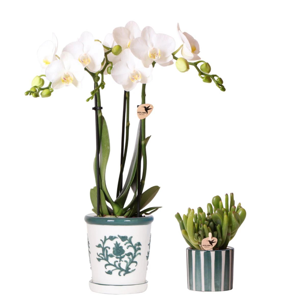 Hummingbird Orchids | Set of white orchid Amabilis in Malaga pot and succulent in Painted Stripe pot green - pot size Ø9cm & Ø6cm | flowering houseplant - fresh from the grower by Kolibri Company