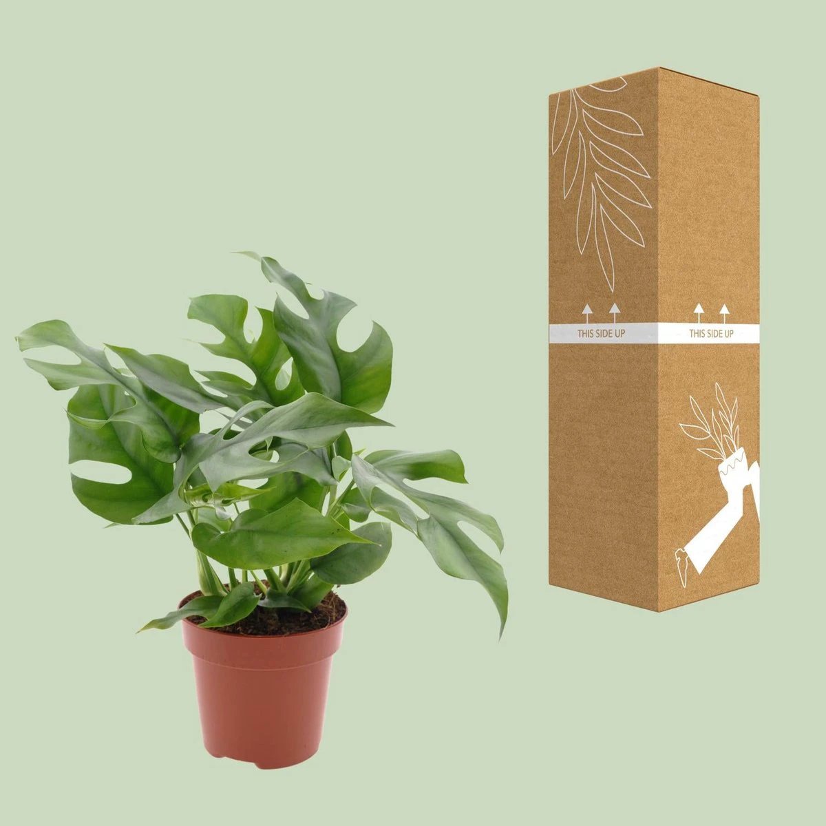 Monstera Minima - Ø12cm - ↕25cm by MEERgroothandel Planten