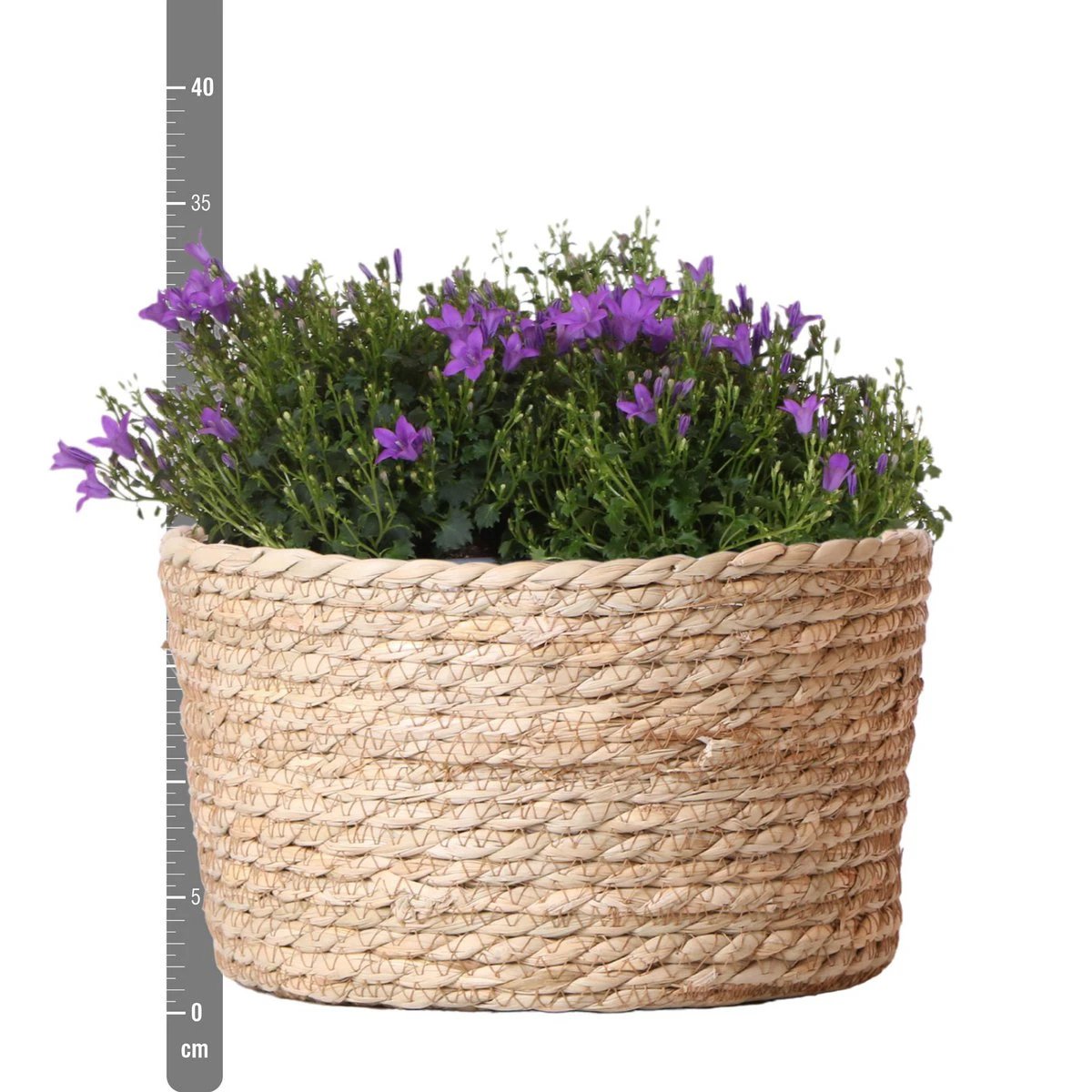 Campanula Addenda Ambella Intensiv Violett – Weidenkorbwaage mit Campanula mit Wassergabesystem – 3 Stück – Klokjesbloem Violett – Topfgröße 12 cm – Innen & Außen von Kolibri Company