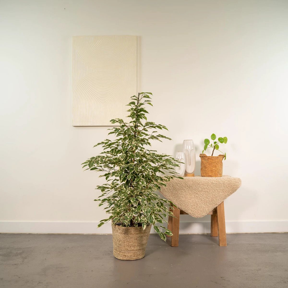 Ficus benjamina Twilight - Ø21cm - ↕95cm + Mand Selin by MEERgroothandel Planten