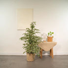 Ficus benjamina Twilight - Ø21cm - ↕95cm + Mand Selin by MEERgroothandel Planten