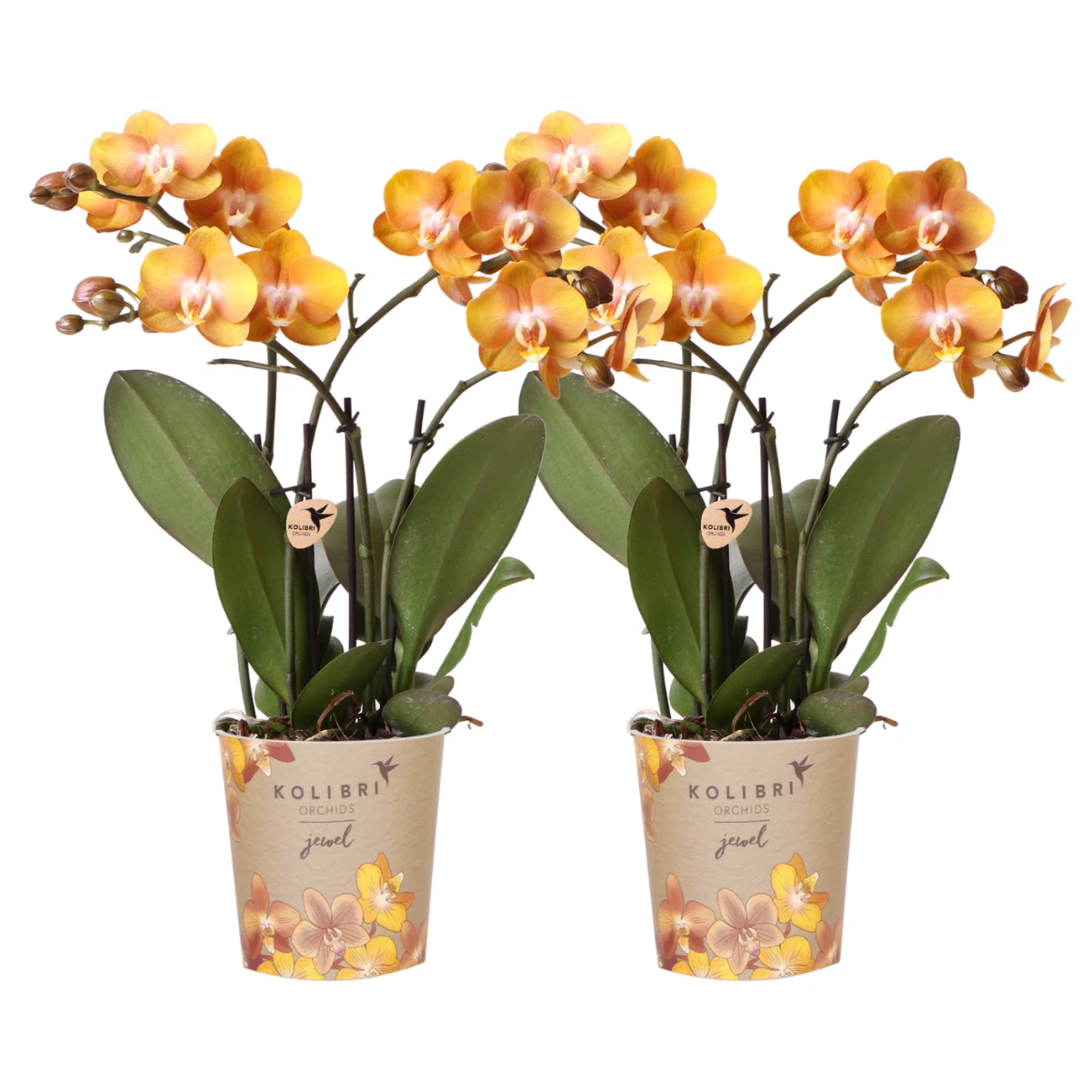Kolibri Orchids I COMBI DEAL of 2 Phalaenopsis orchids - Las Vegas - pot size Ø12cm | flowering houseplant - fresh from the grower by Kolibri Company