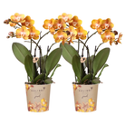 Kolibri Orchids I COMBI DEAL of 2 Phalaenopsis orchids - Las Vegas - pot size Ø12cm | flowering houseplant - fresh from the grower by Kolibri Company