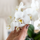 Kolibri Orchids | witte orchidee Amabilis + Malaga sierpot groen - potmaat Ø9cm | bloeiende kamerplant - vers van de kweker by Kolibri Company
