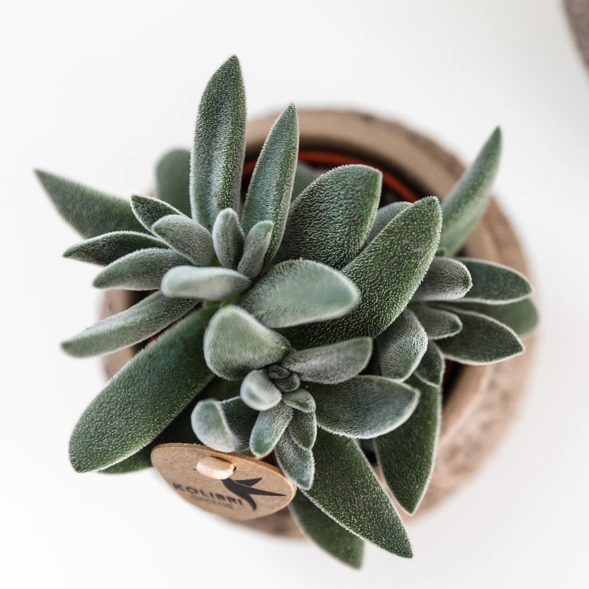 Hummingbird Greens | Green plant - Succulent Tarantula - green houseplant - fresh from the grower - Ø9cm by Kolibri Company