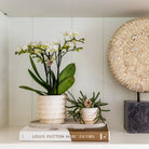 Kolibri Home | Marble pot - Light - Ø6cm by Kolibri Company