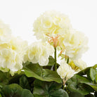 Artificial Plant Geranium Wit by Mica Decorations