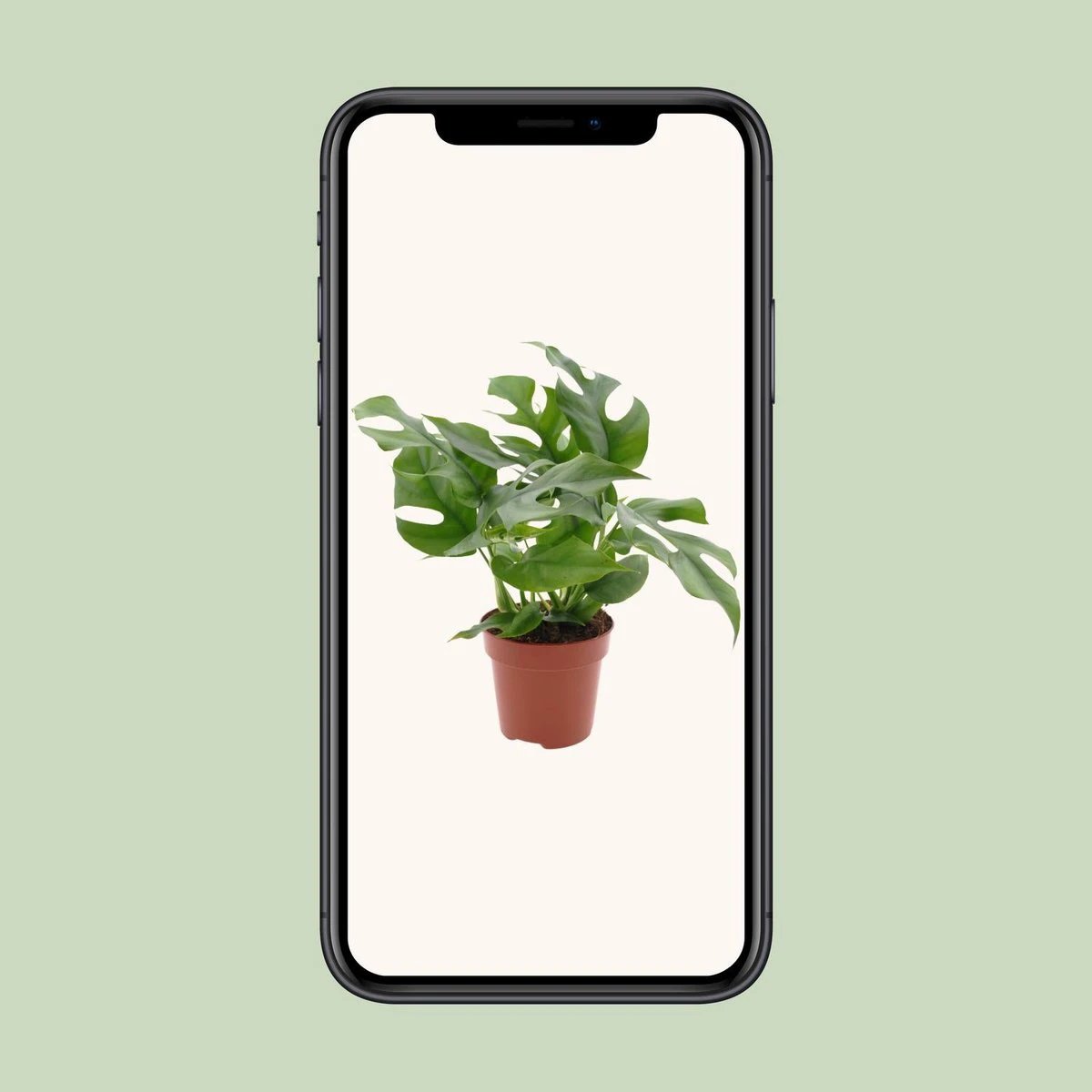 Monstera Minima - Ø12cm - ↕25cm by MEERgroothandel Planten