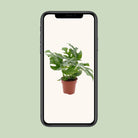 Monstera Minima - Ø12cm - ↕25cm by MEERgroothandel Planten