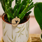 Hummingbird Company | Gift set Love white| Plant set with white Phalaenopsis Orchid and Succulents incl. ceramic decorative pots by Kolibri Company