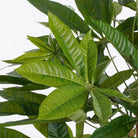 Artificial plant Pachira Green by Mica Decorations