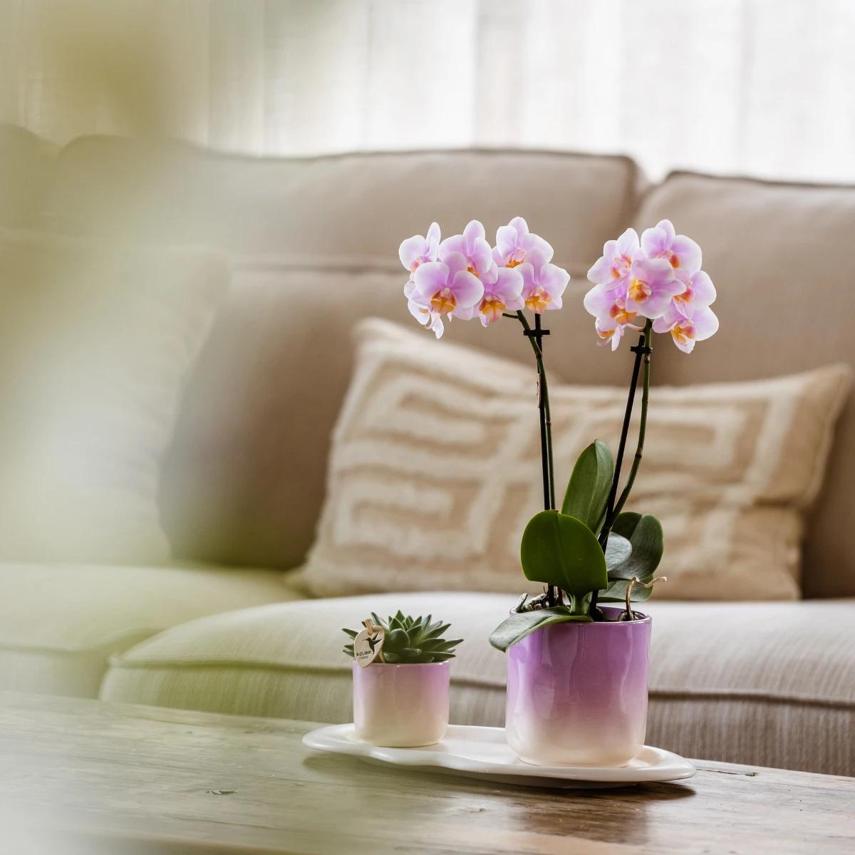 Kolibri Company | Plant set Valentine 'Gradience Pink' | Purple Phalaenopsis Orchid Vienna and Succulent incl. Ceramic decorative pots by Kolibri Company