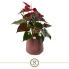 Purple Coral by Blooming Luxury