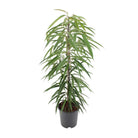 Ficus Binnendijkii Alii - Ø21cm - ↕80cm by MEERgroothandel Planten