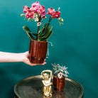 Kolibri-Orchideen | rote Phalaenopsis-Orchidee – Congo + Classy red – Topfgröße Ø9 cm | blühende Zimmerpflanze – frisch vom Gärtner von Kolibri Company