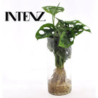 Monstera in Cylinder glas - Ø12cm - ↕25cm by MEERgroothandel Planten