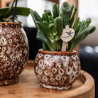 Kolibri Company | Geschenkset Ungezähmte Natur | Pflanzenset mit roter Phalaenopsis-Orchidee und Sukkulenten inkl. keramischer Dekotöpfe von Kolibri Company