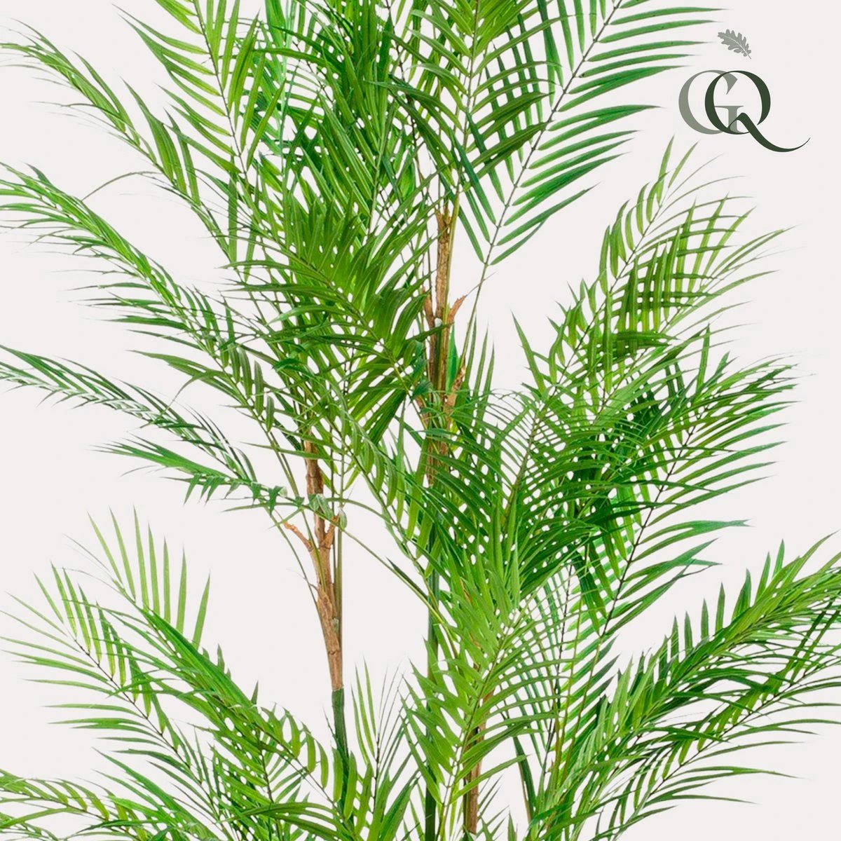 Art plant - Chamaedorea Elegans - Bergpalm - 180 cm by Green boutiQ