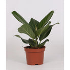 Ficus Bengalensis - Ø12cm - ↕25cm by MEERgroothandel Planten