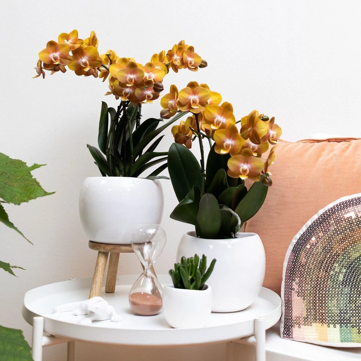 Colibr Orchids | orange gold Phalaenopsis orchid potmate Ø12cm | Jewide Las Vegas | -driving room plant - freshly from the grower by Kolibri Company