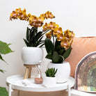 Colibr Orchids | orange gold Phalaenopsis orchid potmate Ø12cm | Jewide Las Vegas | -driving room plant - freshly from the grower by Kolibri Company