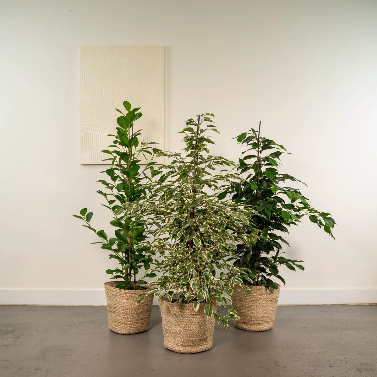 Ficus Benjamina Danielle - Ø21cm - ↕95cm + Ficus Benjamina Twilight - Ø21cm - ↕95cm + Ficus Microcarpa Moclame - Ø21cm - ↕95cm + Mand Selin by MEERgroothandel Planten