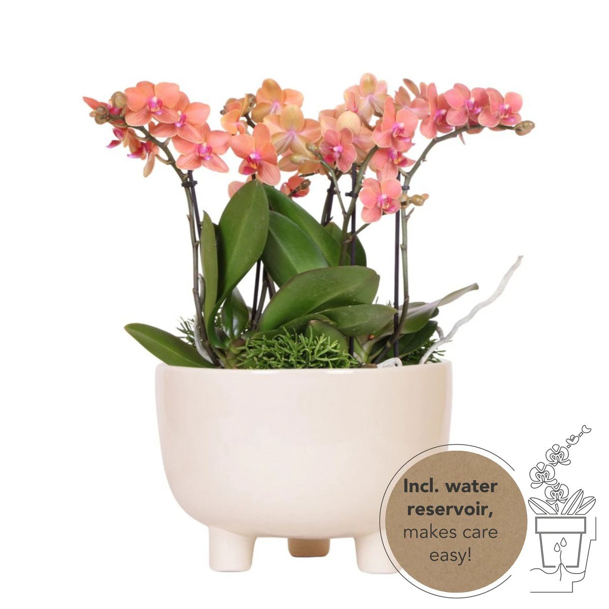 Hummingbird Orchids | orange plant set in Gummy dish incl. water reservoir | three orange orchids and three green plants | Jungle Bouquet orange with self-sufficient water reservoir by Kolibri Company