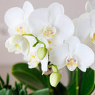 Hummingbird Orchids | COMBI DEAL of 4 white Phalaenopsis orchids - Amabilis - pot size Ø9cm | flowering houseplant - fresh from the grower by Kolibri Company