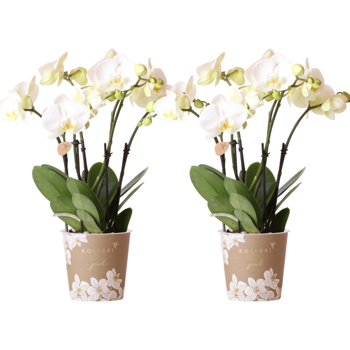 Kolibri Orchids I COMBI DEAL of 2 white Phalaenopsis orchids - pot size Ø12cm | flowering houseplant - fresh from the grower by Kolibri Company