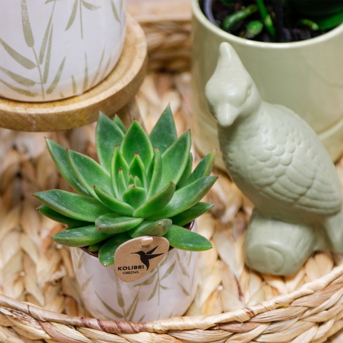 Hummingbird Company | Gift set Love white| Plant set with white Phalaenopsis Orchid and Succulents incl. ceramic decorative pots by Kolibri Company