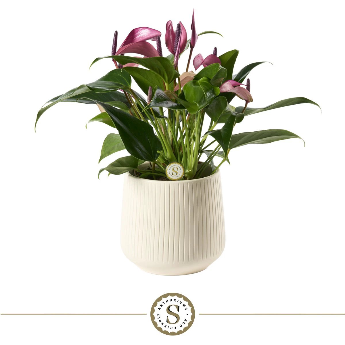 Green Zizou by Blooming Luxury