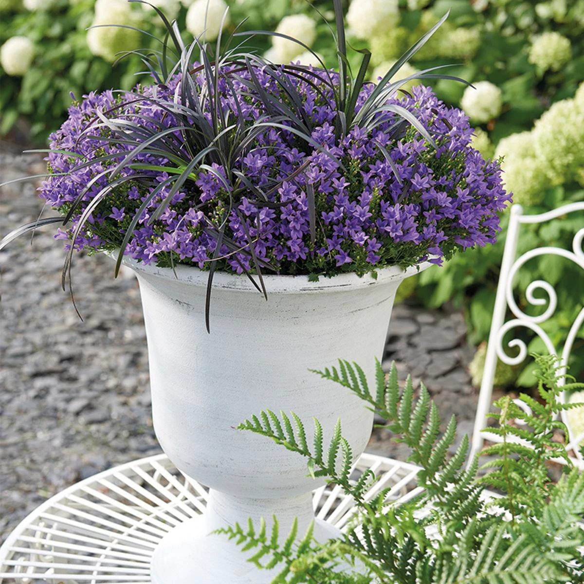 Campanula Addenda - Bellflower purple pot size 12cm - 2m2 ground cover - 12 pieces - Ambella purple - garden plants - winter hardy by Kolibri Company