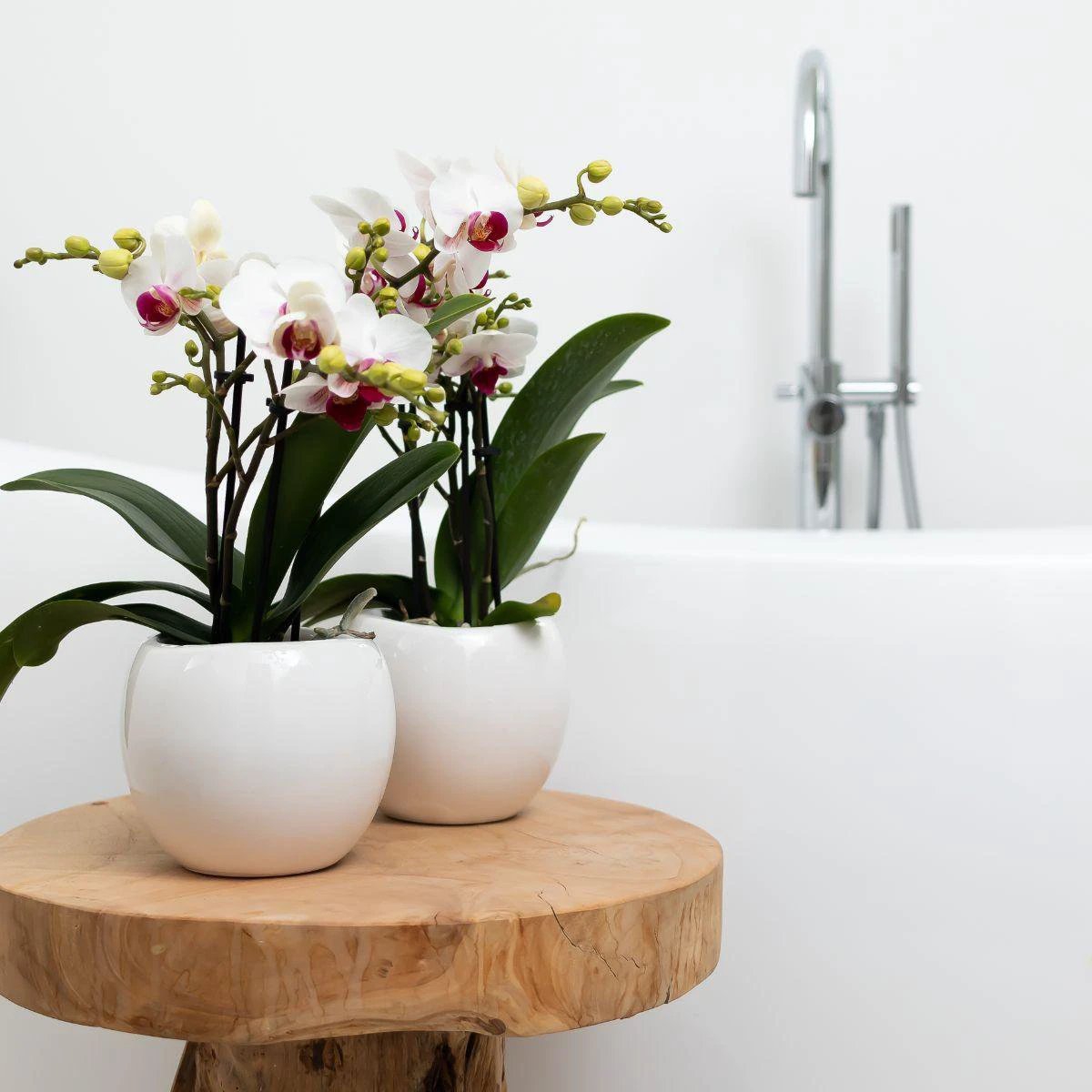 Hummingbird Home | Bowl flower pot - White ceramic decorative pot - pot size Ø9cm by Kolibri Company