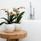Hummingbird Home | Bowl flower pot - White ceramic decorative pot - pot size Ø9cm by Kolibri Company