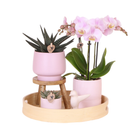 Kolibri Orchids | Gift Set Mother's Day Big | Green plant with pink phalaenopsis orchid in simplicity decorative pots pink on bamboo plage by Kolibri Company